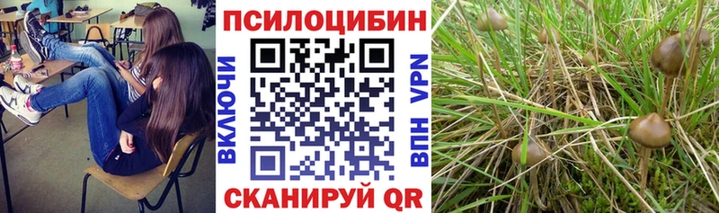 купить наркотики сайты  Нижневартовск  Псилоцибиновые грибы Psilocybe 